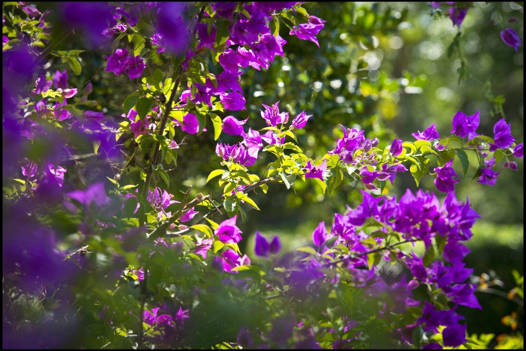 Bahama Bay Flowers