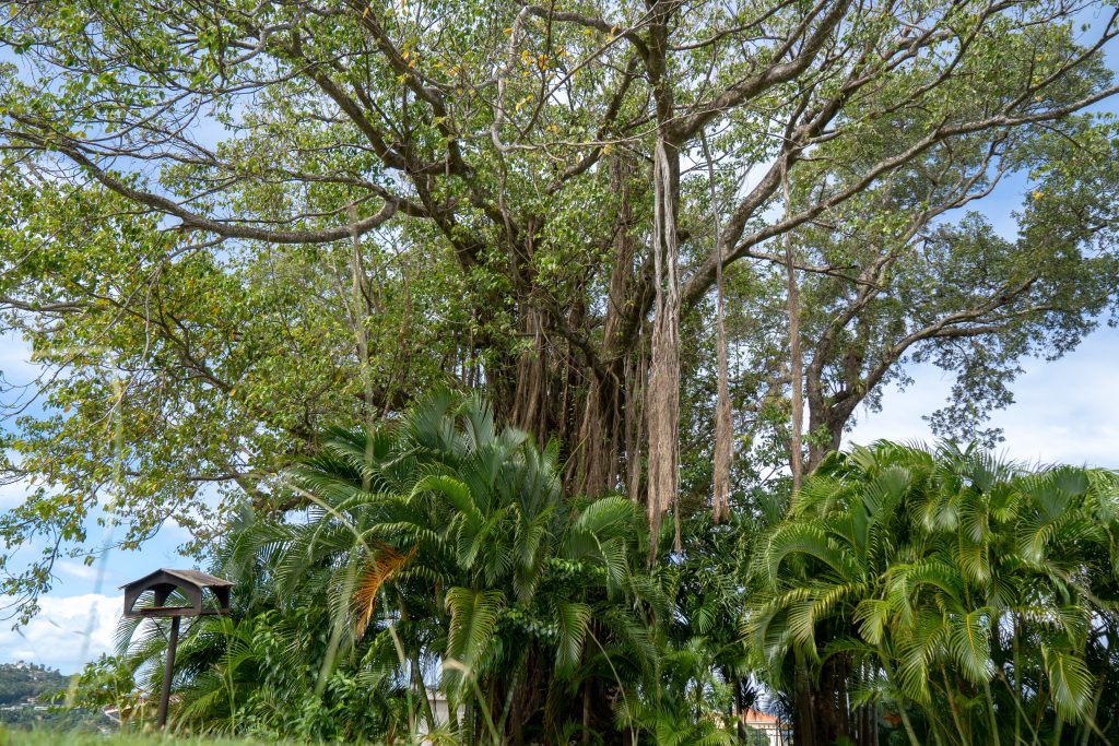Bel Jou Garden Tree Bird Box
