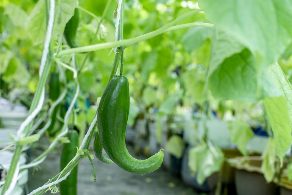 Chefs-Garden-2