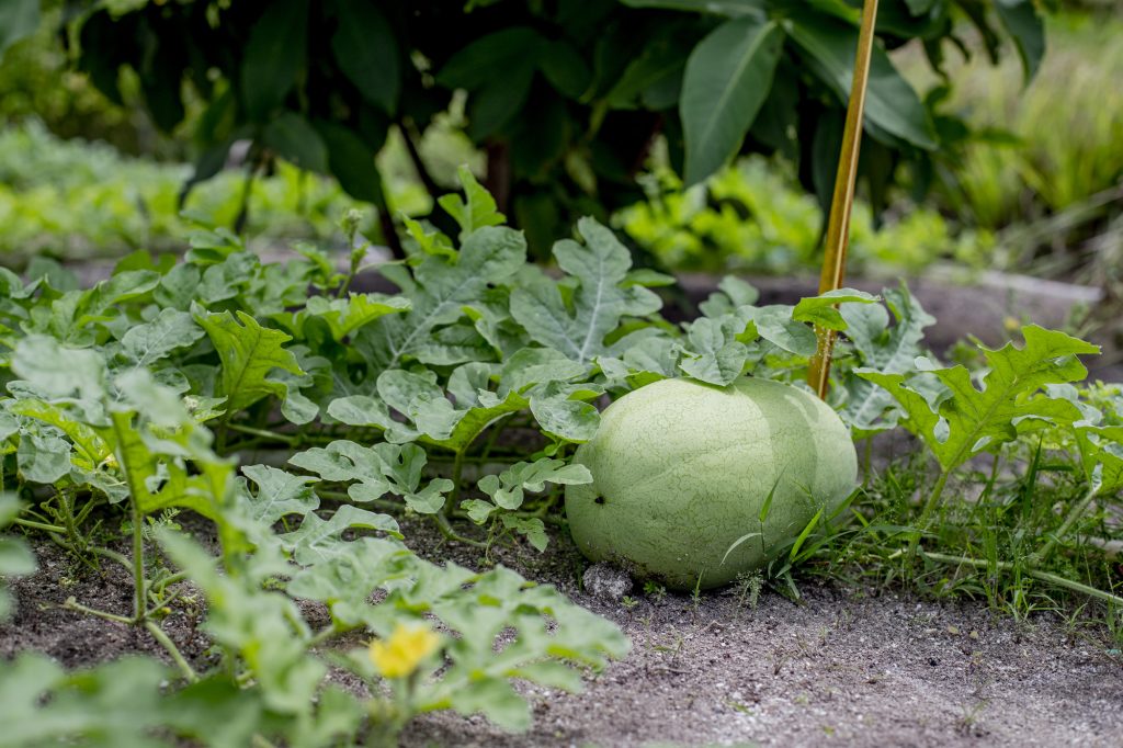 Chefs-Garden-4