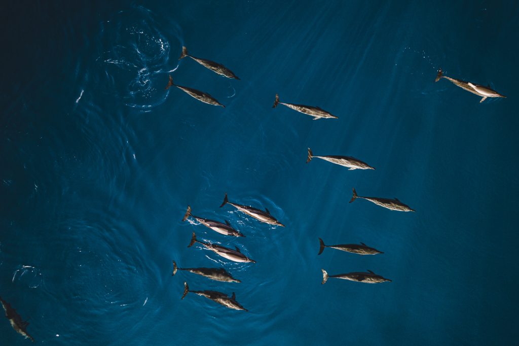 DJI_0787-2