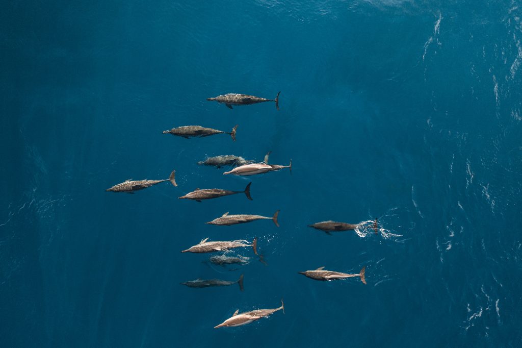 DJI_0814-v2