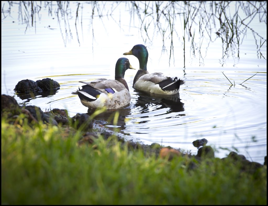Ducks