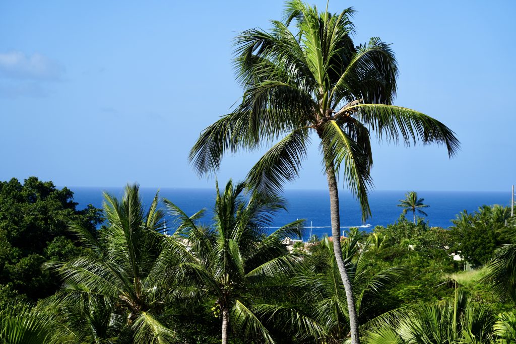 Trees and Ocean View