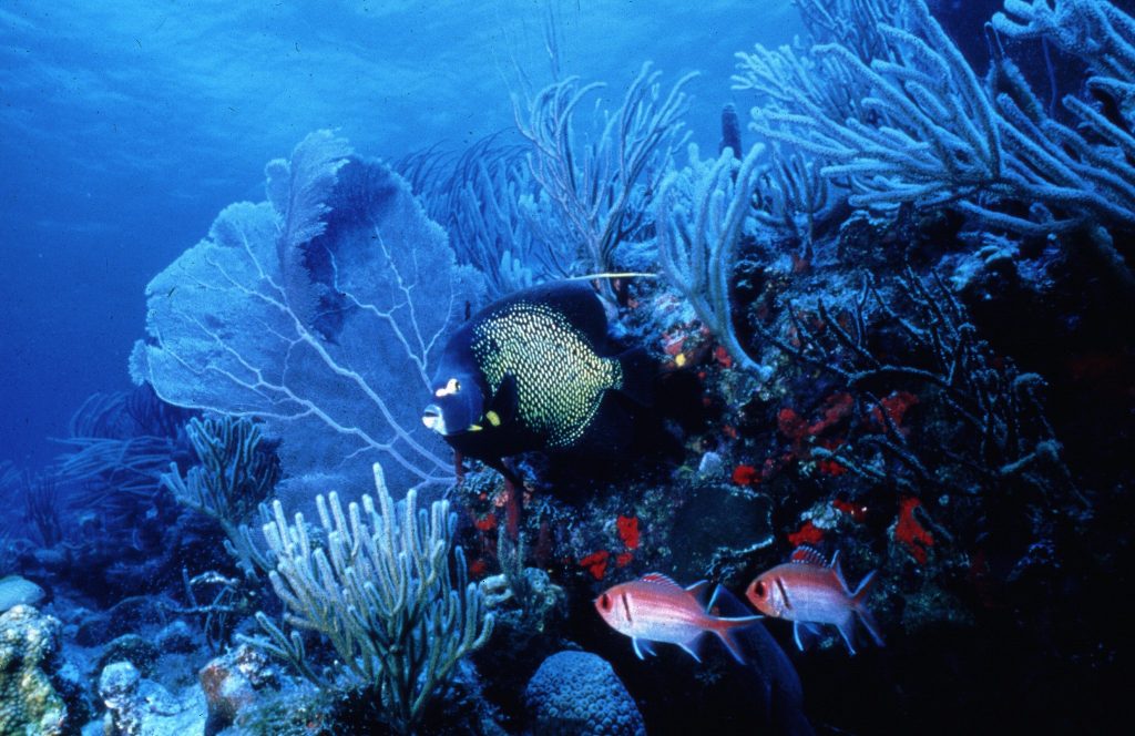 oualie-beach-resort-nevis-fish