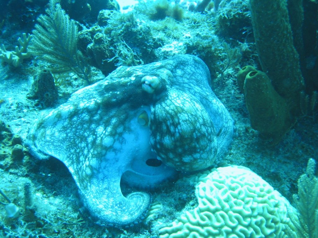 oualie-beach-resort-nevis-fish-2