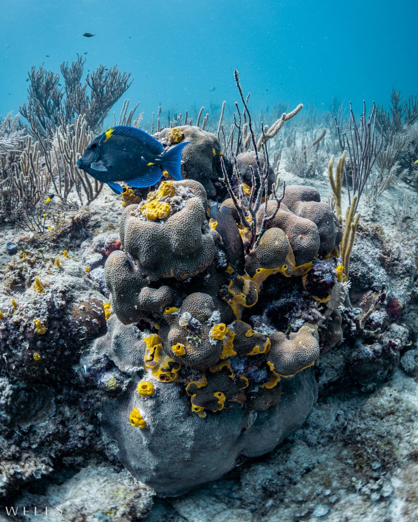 the fives dive center 13 1