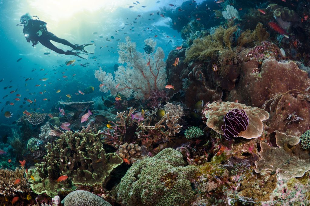 the fives dive center 2 1