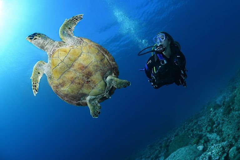 the fives dive center 7